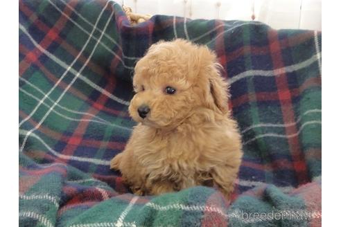 成約済の宮城県のトイプードル-174231の2枚目